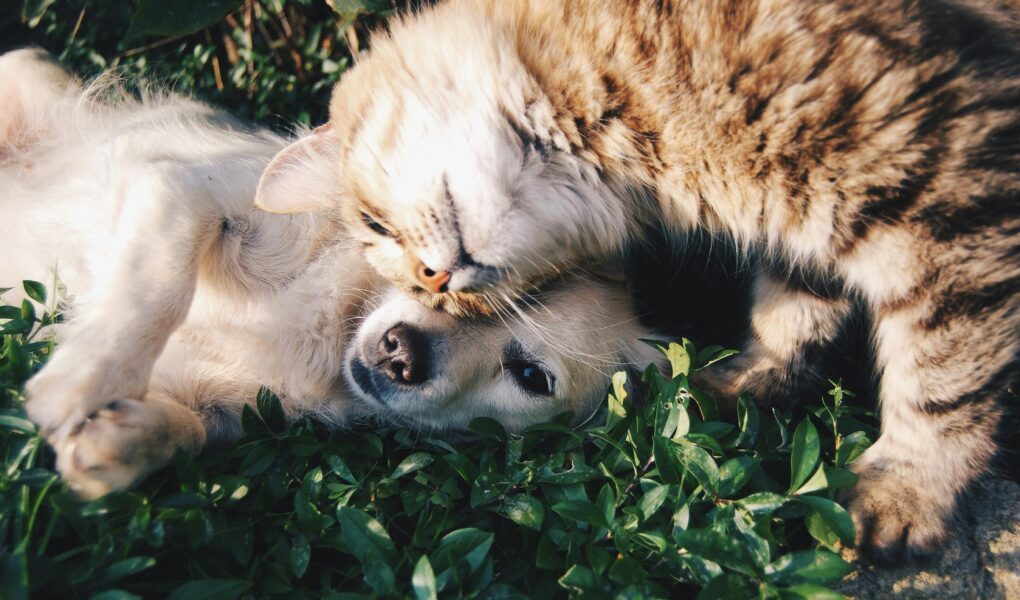 Eerste hulp set voor ongelukken met jouw hond of kat