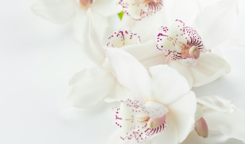 Kunnen bloemen van zijden zijn?