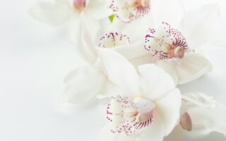 Kunnen bloemen van zijden zijn?