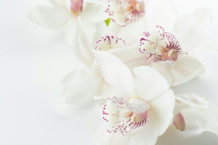 Kunnen bloemen van zijden zijn?